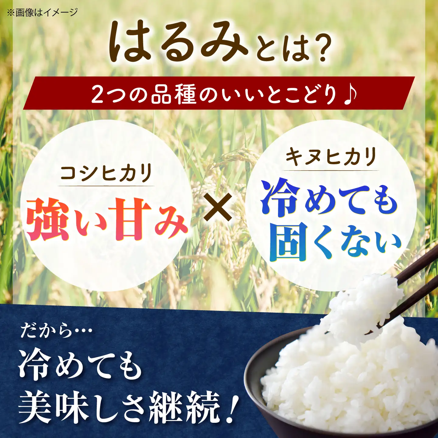【令和8年産新米予約】【特Aランク受賞実績あり！】はるみ 5kg【井上農園】 米 お米 精米 白米 はるみ 新米 令和8年産[BDBB006-1]