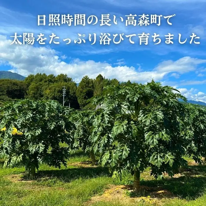 南信州高森産 青パパイヤ 3kg