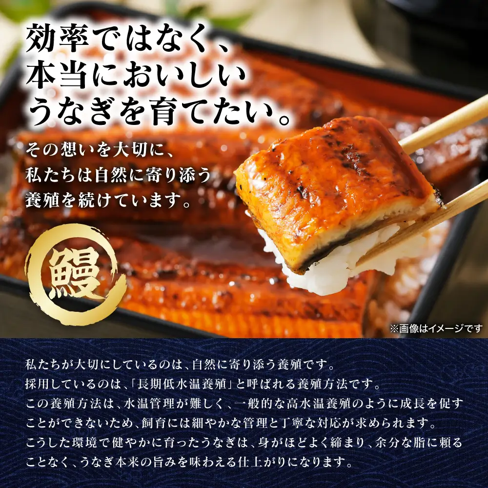 鰻 【先行予約】 うなぎの蒲焼 2尾 （合計350g以上） 【2026年9月中旬より順次発送】 鰻