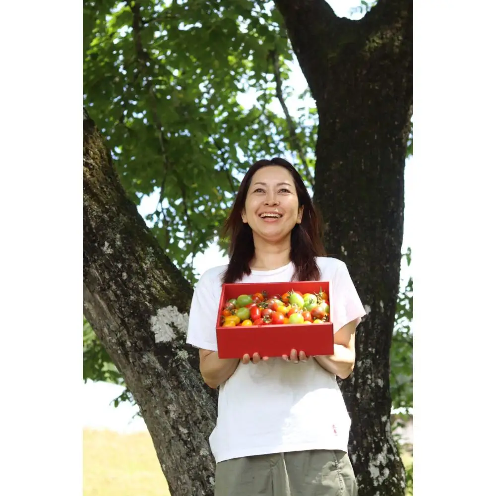 石川農園 ミニトマト狩りBOX 1.7kg / 恵那市 / クリエイティブファーマーズ [AUAH025] トマト