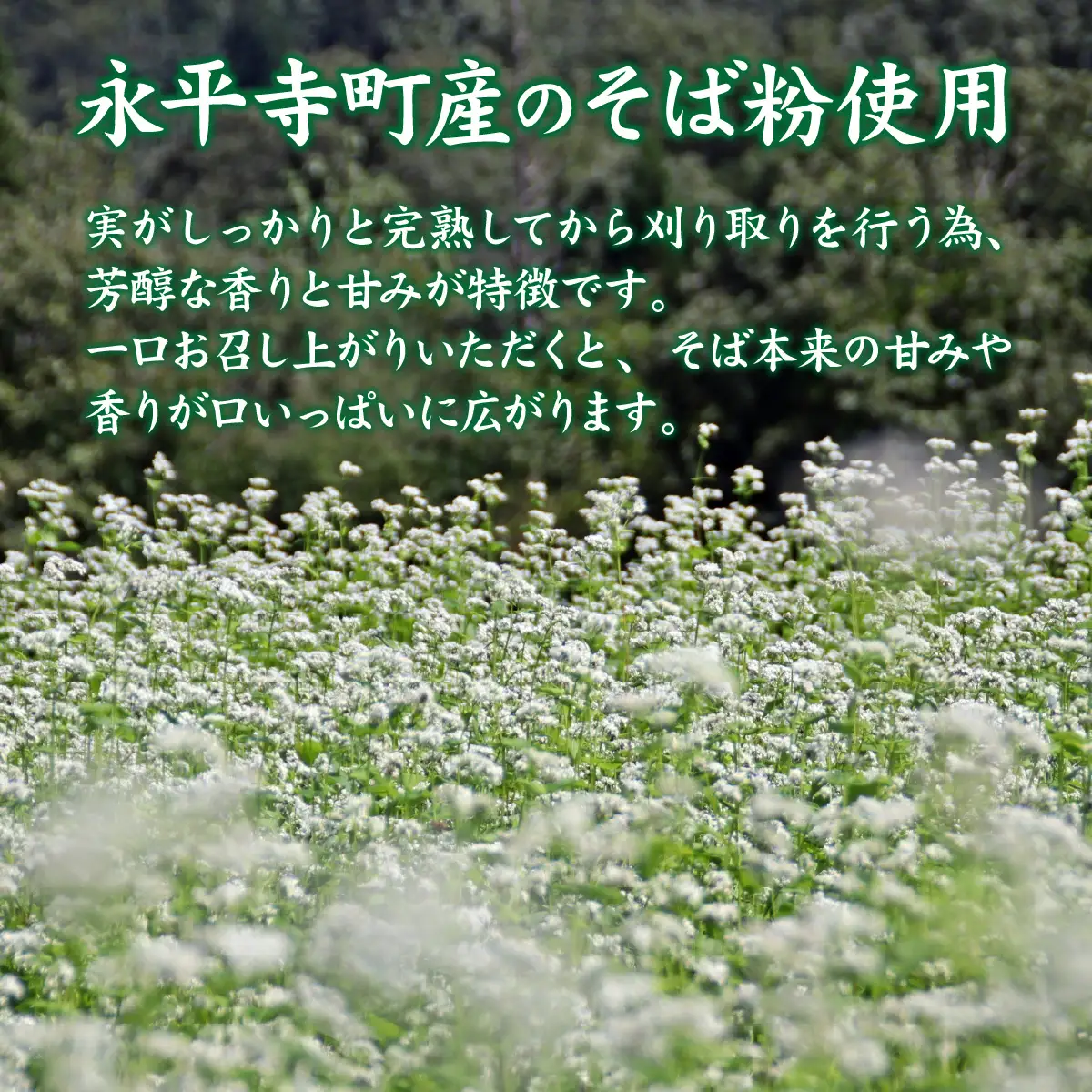【12ヶ月定期便】相席食堂で放送10.22【流水解凍】永平寺そば極 茹でたて十割そば＜冷凍＞ 4人前  [A-026047] / 蕎麦 そば ソバ 麺 国産 国産原料100%使用 十割そば 10割 年越しそば 小麦粉不使用 お蕎麦 おそば 年越し蕎麦 福井県 永平寺町