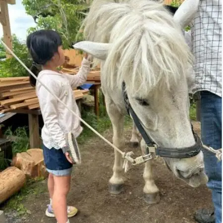 馬の暮らし体験(ホースセラピー)馬と触れあい散歩する1時間コース 1名様【京都府与謝野町】【1758581】