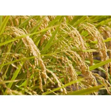 【発送月固定定期便】はえぬき　精米　5kg　全6回【4090388】