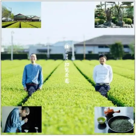 【贈答用】知覧茶園の深むし茶「吟」70g×3本セット【1764925】