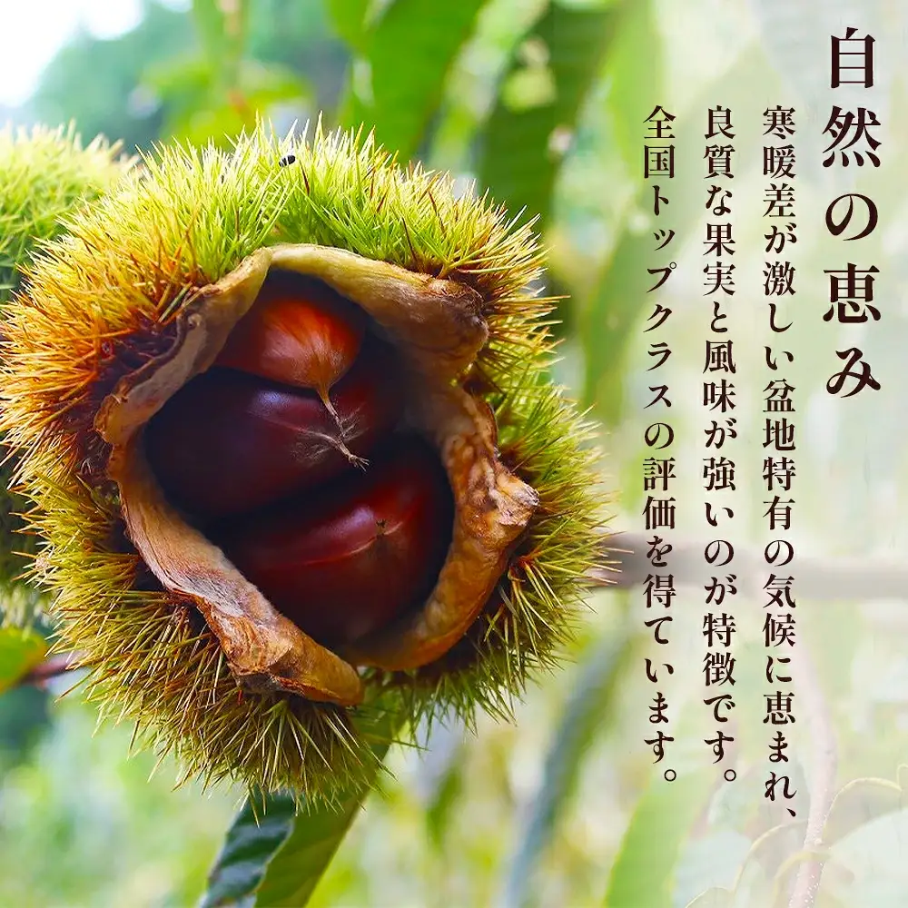 【2026年9月下旬から順次発送】JAくま 【球磨 栗】 2kg 先行予約 栗 くり 熊本県産 多良木町 くり マロン 和栗 旬 味覚 甘い ほっくり 山海の味覚 和 スイーツ フルーツ 果物 くだもの 果実 087-0657