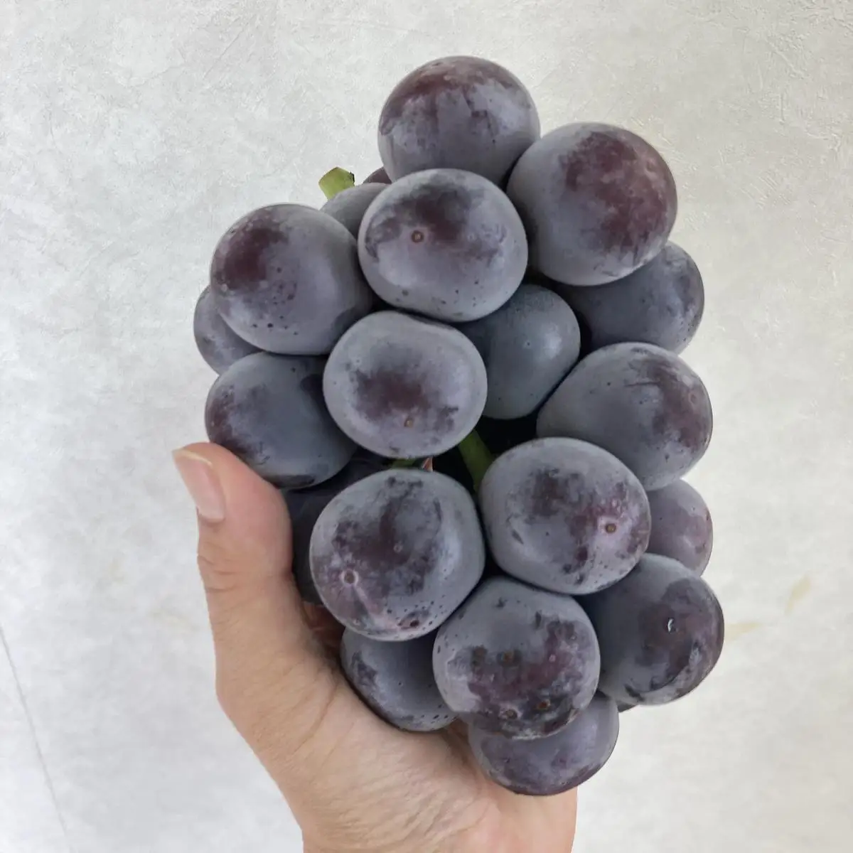 ぶどう 2027年 先行予約 オーロラブラック 2房 合計1.0kg ブドウ 葡萄 岡山県産 国産 フルーツ 果物 ギフト 環山堂