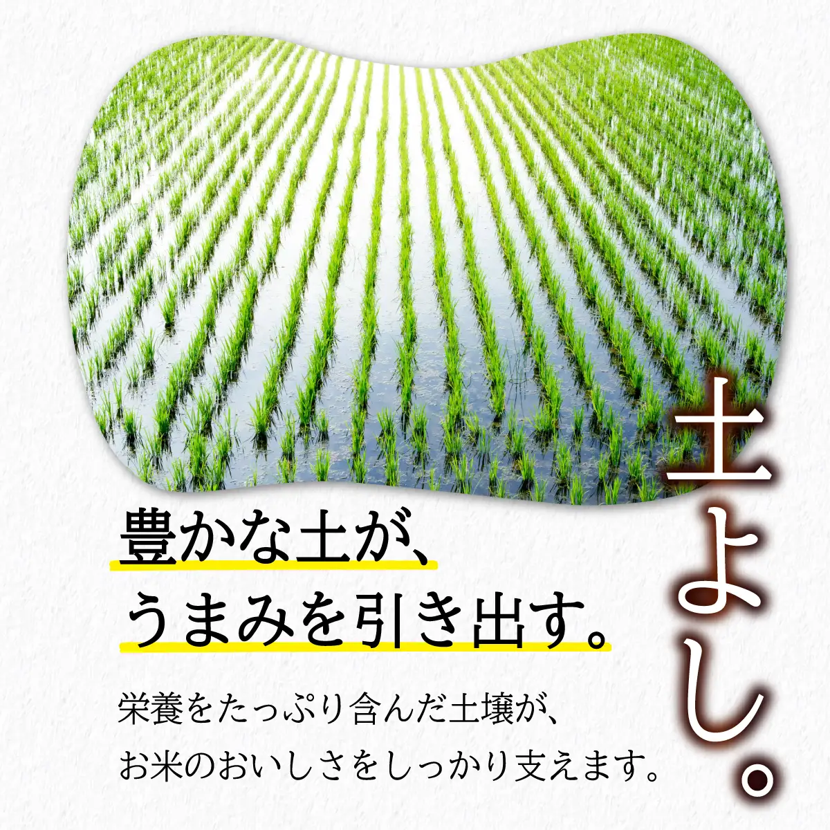 岩手県産 無洗米 ひとめぼれ 5kg 無洗