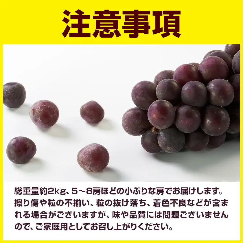 訳あり 巨峰 約2kg (5～8房) 阿部ぶどう園
