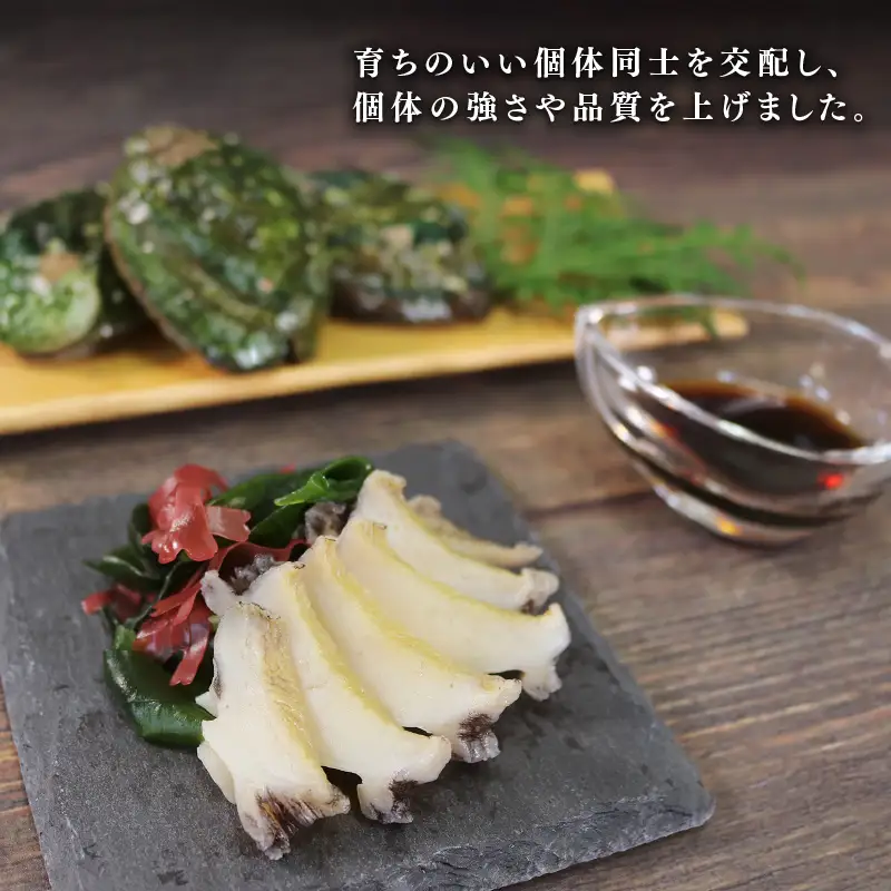 【2026年12月25日発送！！】 訳あり 三陸翡翠あわび 30g×6個