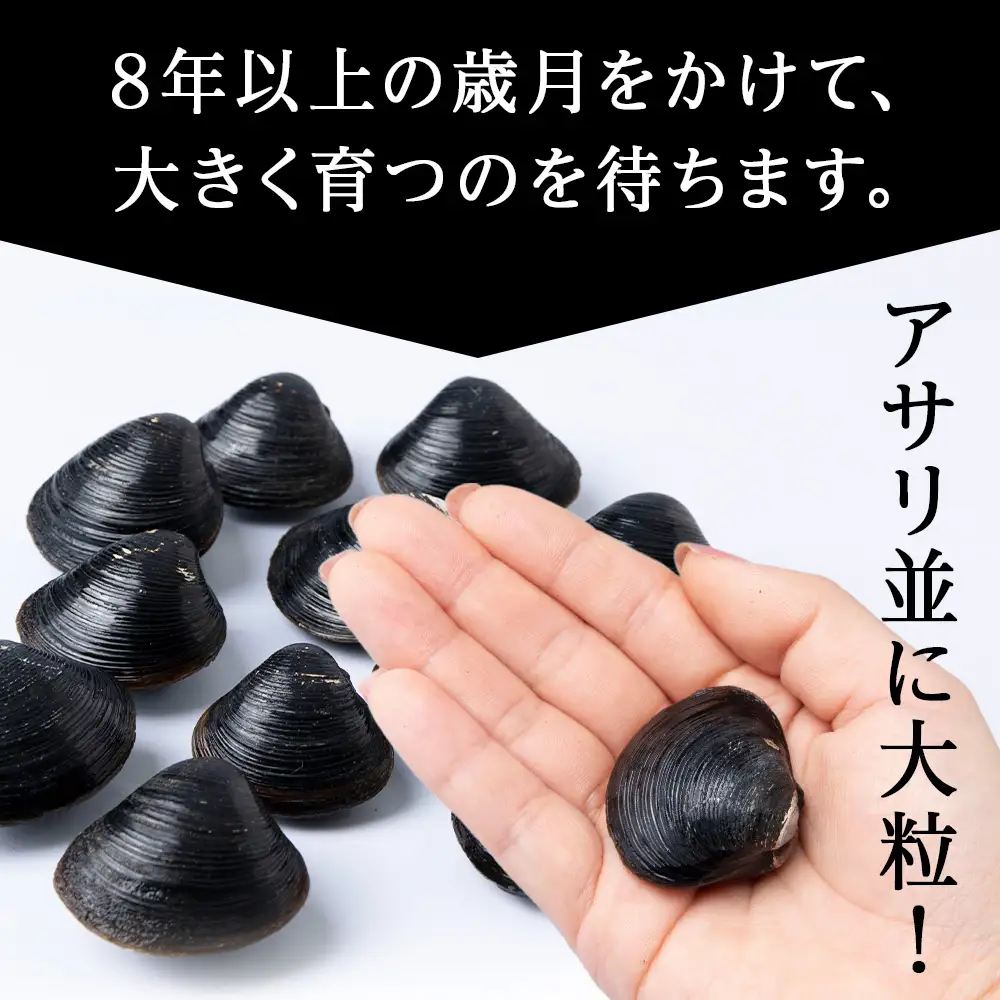 天塩町名産冷凍しじみ【特大サイズ】400g×2パック＜北るもい漁業協同組合 天塩支所＞