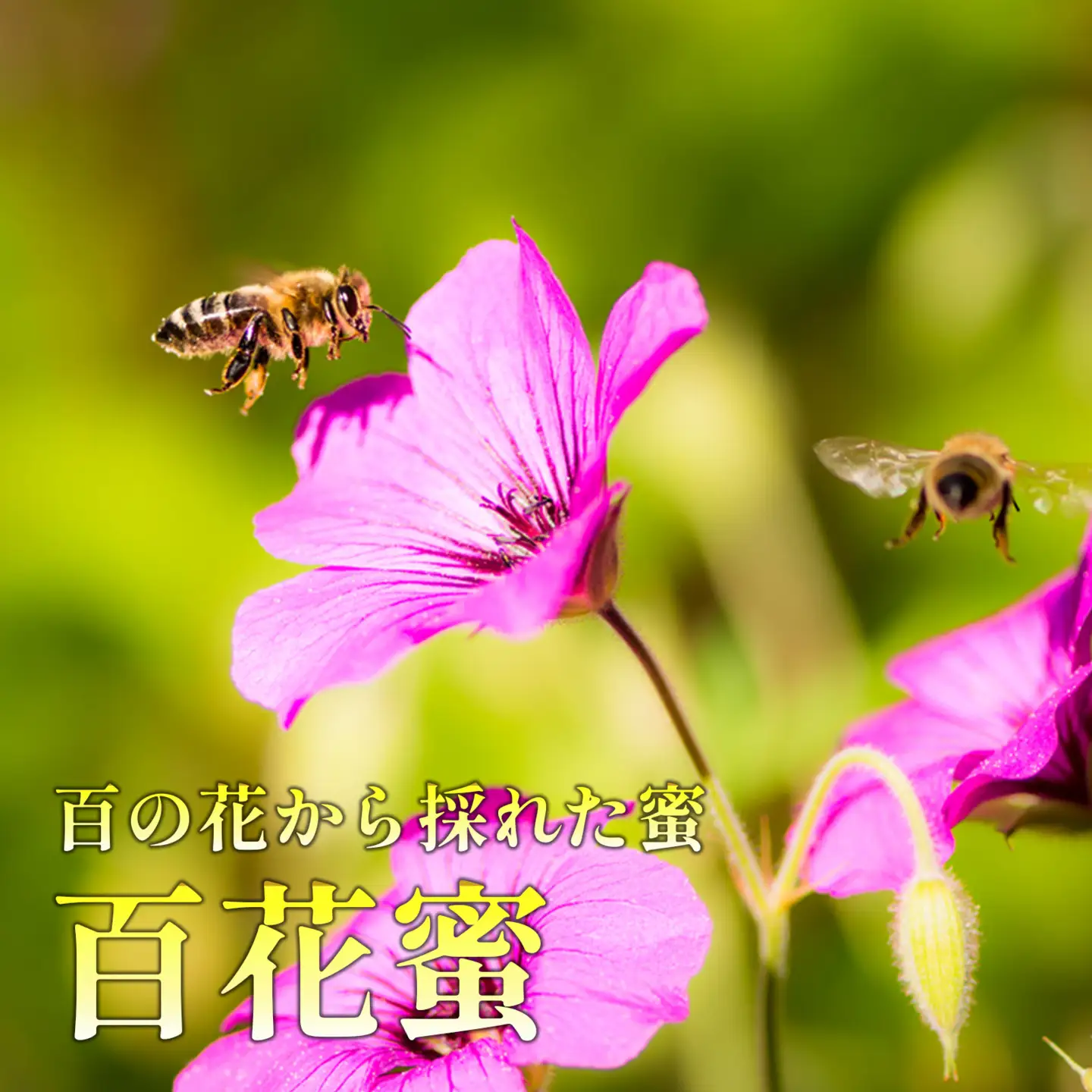 百花はちみつ 150g×2本 計300g はちみつ 生はちみつ