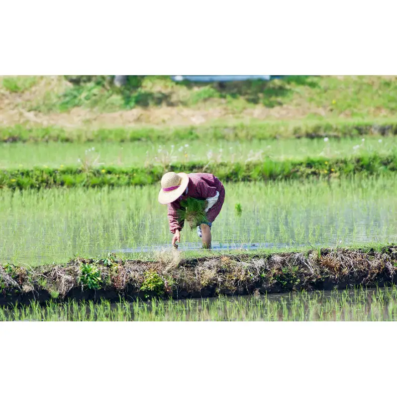 無洗米 三重県産 新米 きぬひかり 5kg　米 お米 こめ コメ  白米 三重県 津市 パン 