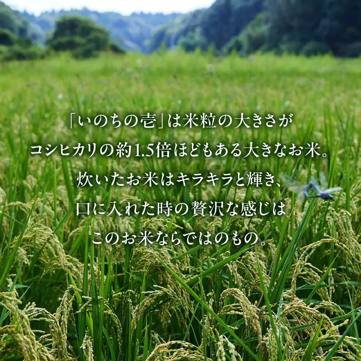 【2026年11月以降発送】いのちの壱・白米4.5㎏（農薬化学肥料不使用）TAKAF001