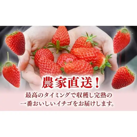 岡戸農園　いちご（4パック）＊「あきひめ」あるいは「紅ほっぺ」数量限定 16ｰ7 ※2027年1月～発送