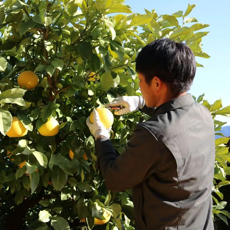文旦 5kg 家庭用 中井農園