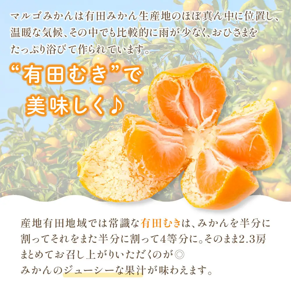 有田みかん 4kg 2Lサイズ 光センサー使用 高糖度