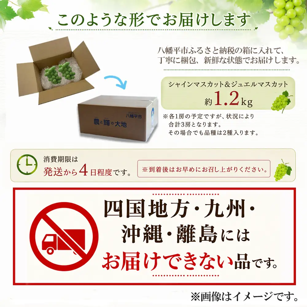 2026年10月中旬発送開始予定！【数量限定】 食べ比べ！八幡平市産 シャインマスカット＆ジュエルマスカット 約1.2kg 家庭用 ／ 佐々木ぶどう園 ますかっと ぶどう 葡萄 ブドウ 旬 新鮮