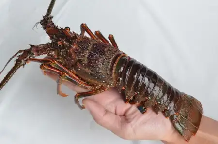 【冷凍】 天然 伊勢海老 1kg 1尾 訳あり 数量限定 高知 黒潮町 [1708-2]