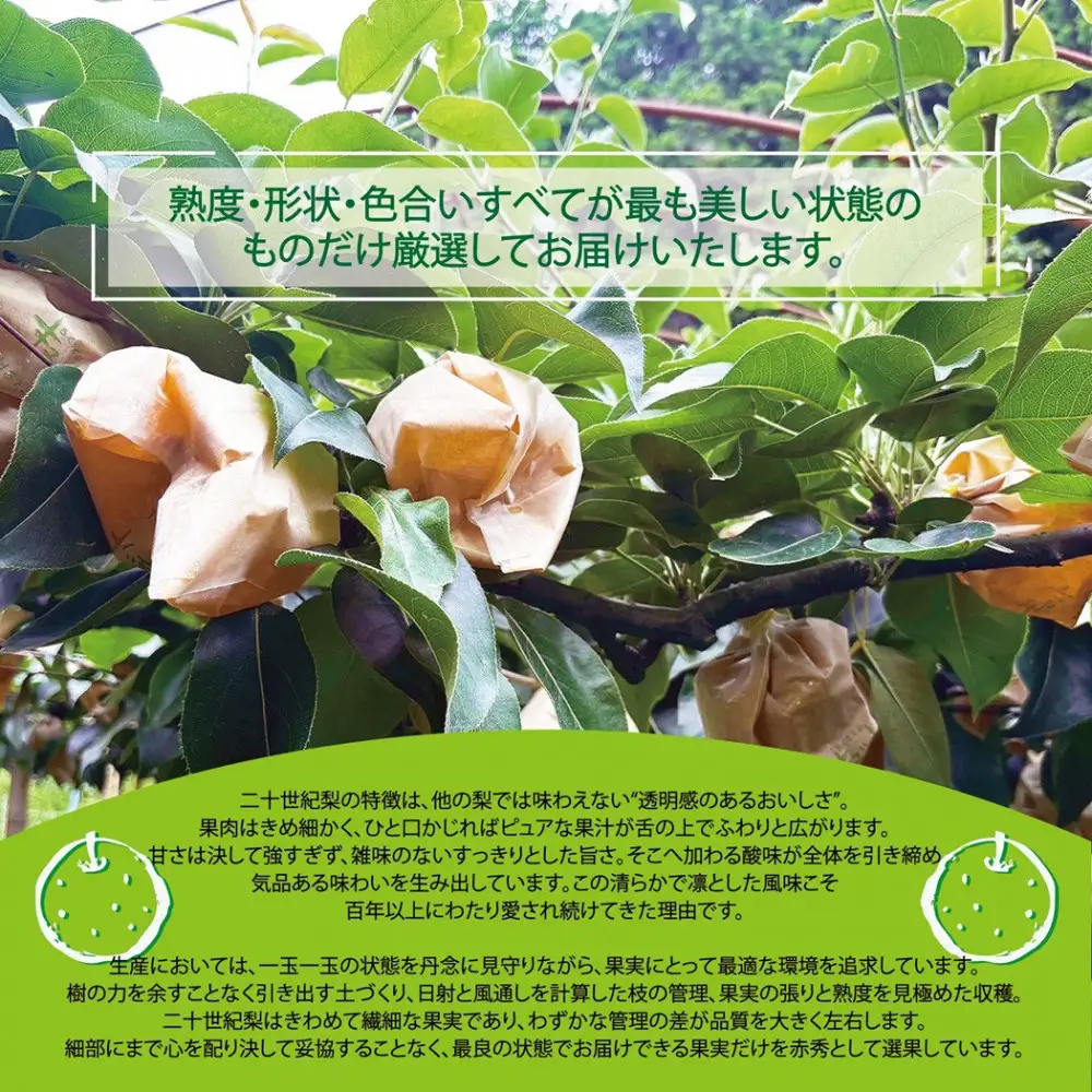 東商果樹園 二十世紀梨(赤秀)3kg(８月下旬から発送）