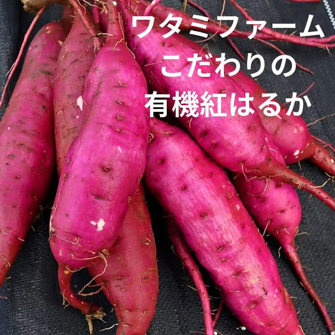 北海道美幌峠牧場のグラスフェッドアイスセット（紅はるか）110ml 10個入り