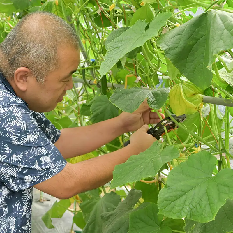 きゅうり 約5kg 山形県 戸沢村産 野菜 夏野菜 胡瓜 キュウリ 産地直送 F7W-0502