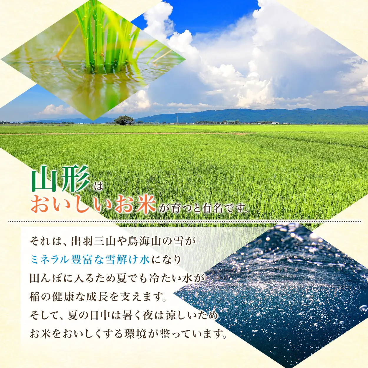はえぬき 無洗米10kg(5kg×2袋) 令和8年産 新米 山形県鶴岡市 らん工房