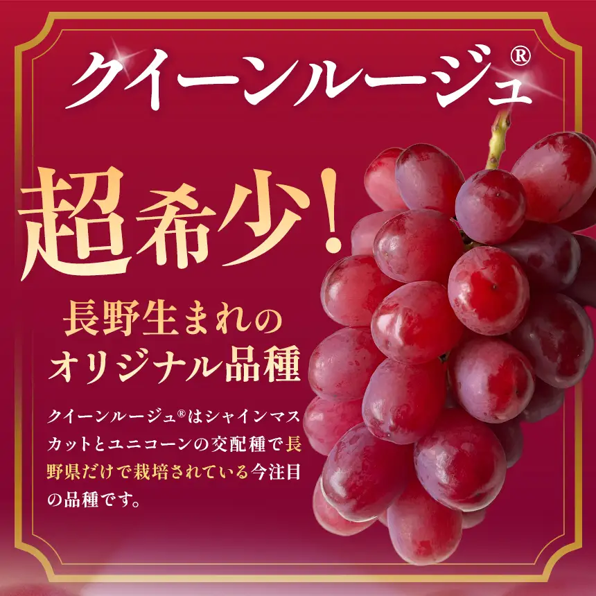 【2026年先行予約】 信州桔梗ヶ原産 こだわりのクイーンルージュ® 約1.5kg
