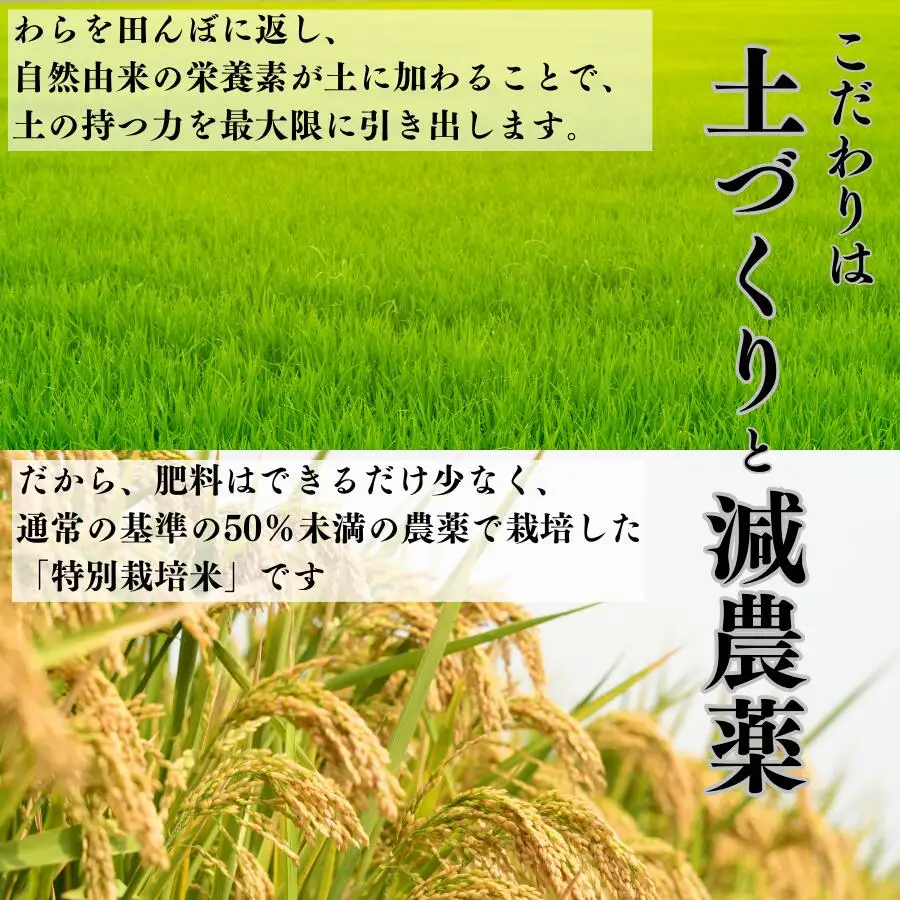 令和8年産　新米 新潟県 こしひかり　無洗米 5kg 特別栽培米 減農薬