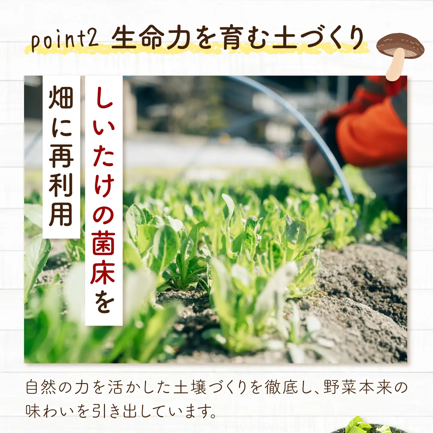 野菜 季節の野菜詰め合わせ [BAHK001] 野菜 