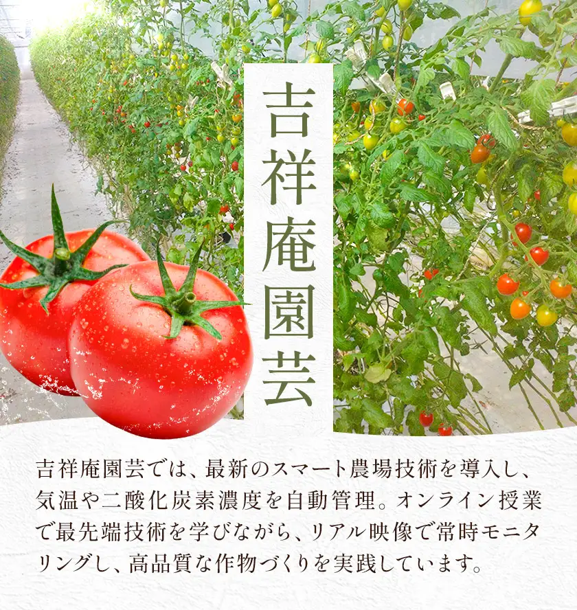 【8回定期便】トマト 華こまち フルーツトマト 200g×4パック ×8回 吉祥庵園芸《11月上旬-6月上旬頃出荷》鹿児島県 さつま町 野菜 トマト お取り寄せ