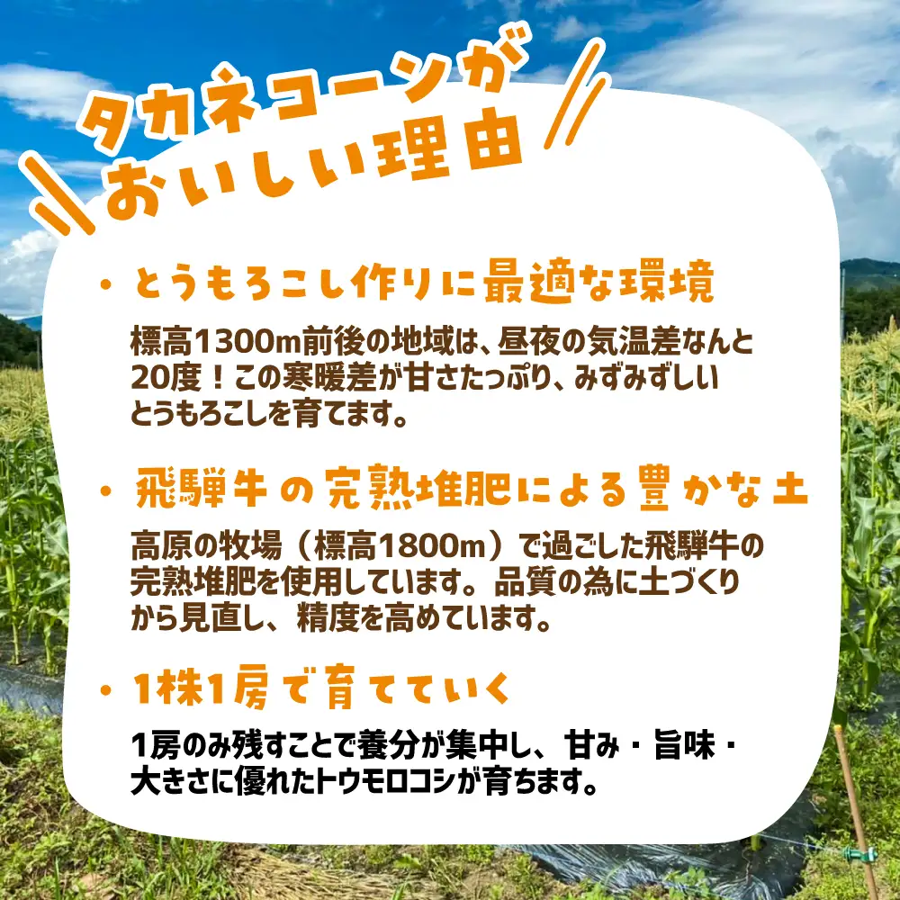 【先行予約】  幻のとうもろこし タカネコーン 6本入 とうもろこし トウモロコシ コーン 糖度 甘い 限定 たかねコーン 飛騨高山産 夏 野菜 飛騨 岐阜 数量限定  BA014