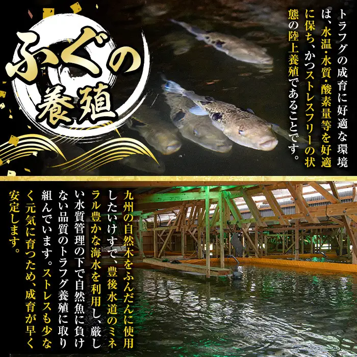 ＜訳あり＞ 生簀直送 とらふぐ 刺し身 セット (刺し身×3皿・ヒレ×10g) 魚 ふぐ 河豚 刺身 さしみ 小分け 冷凍 瞬間凍結 佐伯 養殖 国産 【EA34】【トーワ】