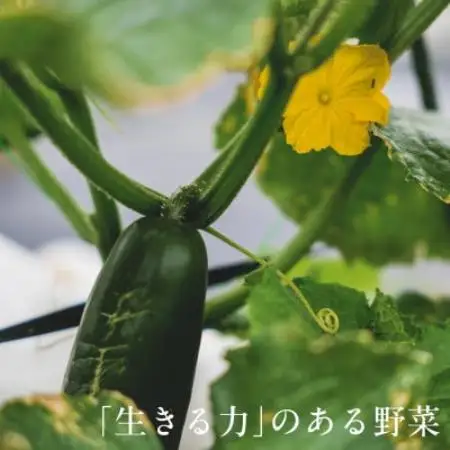 【毎月定期便】しあわせ野菜畑の有機野菜　Lセット　(安心の有機JAS認証　オーガニック野菜)全12回【4075081】