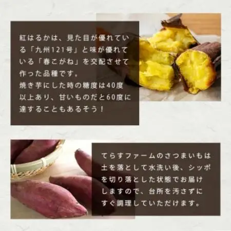 紅はるか ＜5kg＞ 野菜 サツマイモ さつまいも 鹿児島県 A6-16【配送不可地域：離島】【1167022】