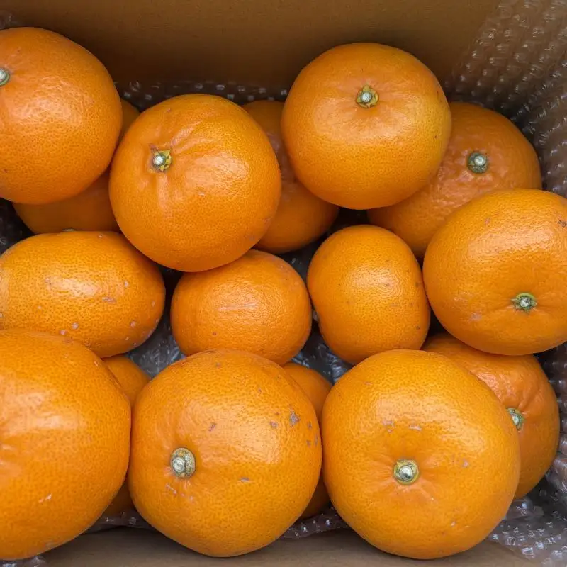 せとか 約5kg 家庭用 【2027年2月中旬頃から順次発送】 せとか 【DRM012】