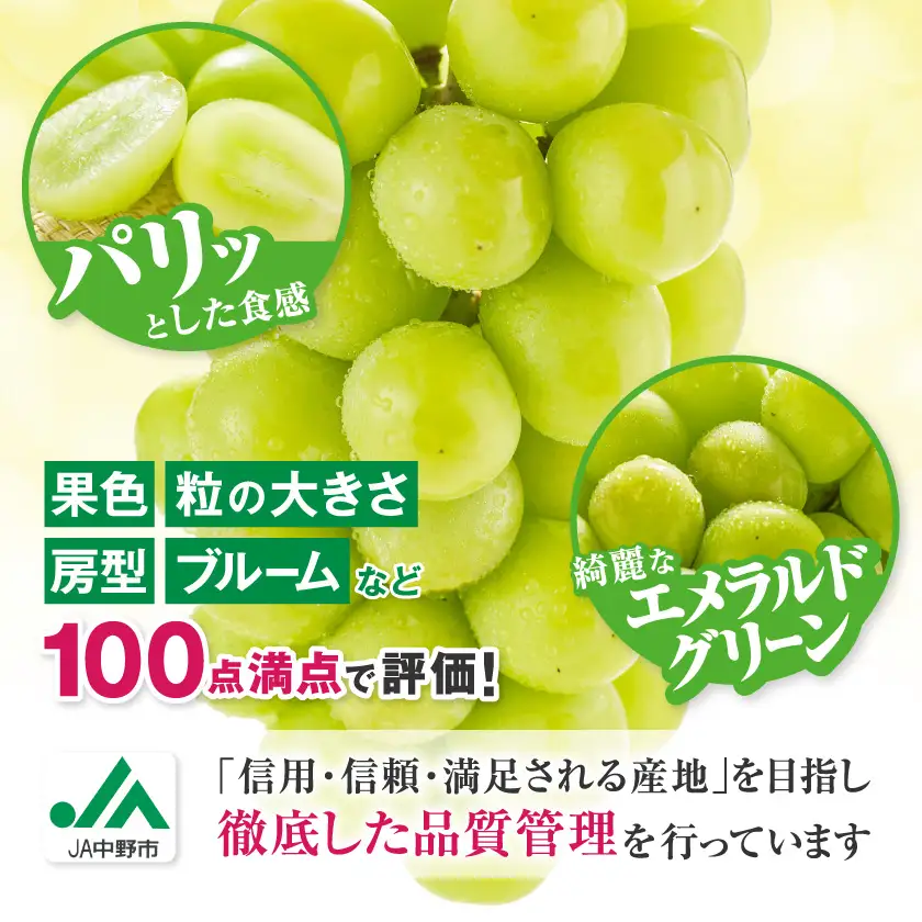 【2026年発送】【訳あり】JA中野市のシャインマスカット　約5kg(9房～10房)【配送不可地域：離島】【1759343】