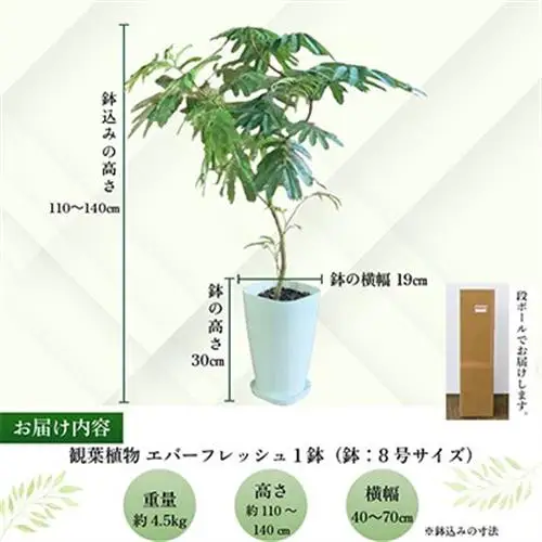 観葉植物 エバーフレッシュ8号サイズ1鉢【1764488】
