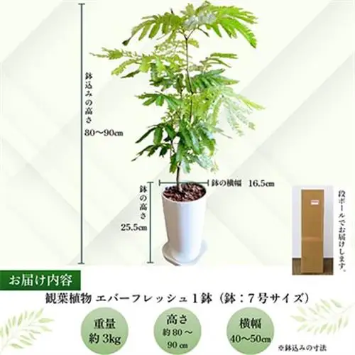観葉植物 エバーフレッシュ7号サイズ1鉢【1764537】