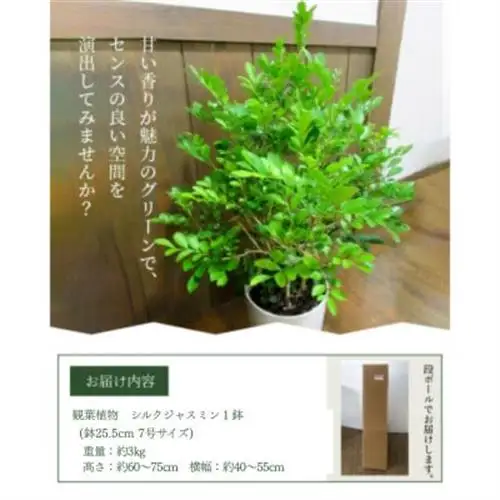 観葉植物 シルクジャスミン1鉢【1768064】
