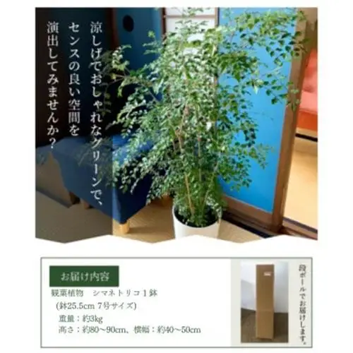 観葉植物 シマトネリコ1鉢【1768088】