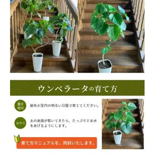 観葉植物 ウンベラータ8号サイズ1鉢【1768100】