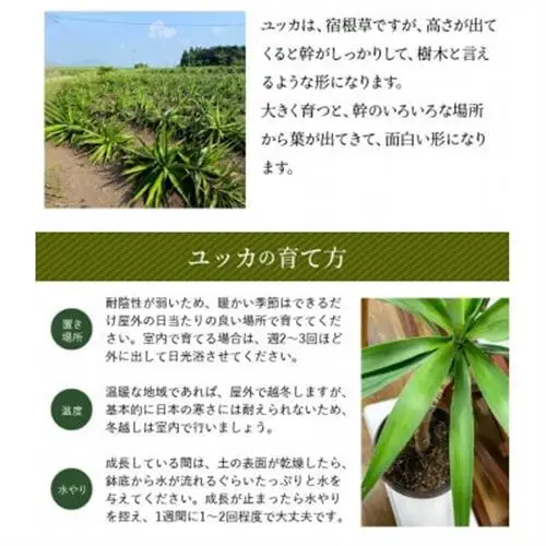 観葉植物 ユッカ1鉢【1768108】
