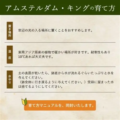 観葉植物 アムステルダム・キング1鉢【1768134】