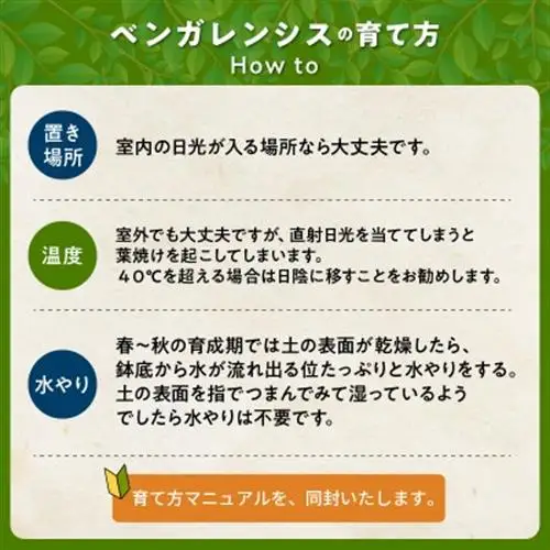 観葉植物 ベンガレンシス7号サイズ1鉢【1768170】