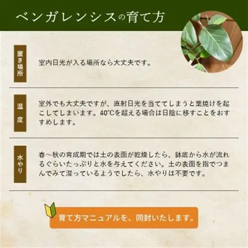 観葉植物 ベンガレンシス8号サイズ1鉢【1768376】