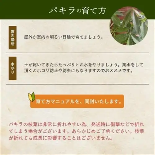 観葉植物 パキラ1鉢【1768416】
