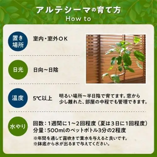 観葉植物 アルテシーマ1鉢【1768438】