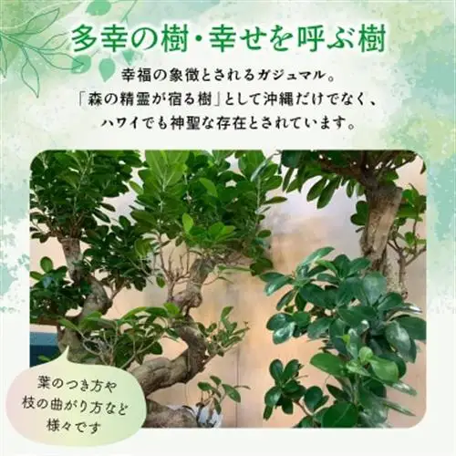 観葉植物 ガジュマル1鉢【1768451】