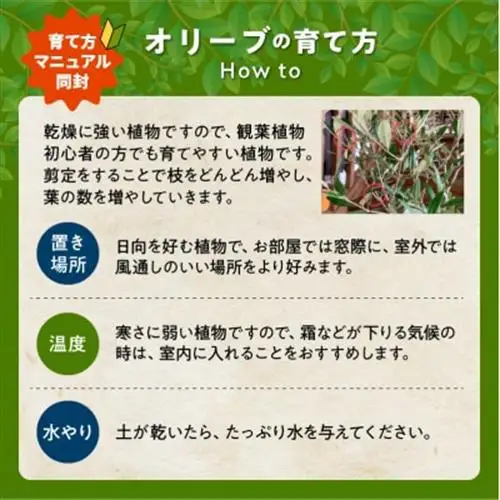 観葉植物 オリーブ(ひなかぜ)1鉢【1768457】