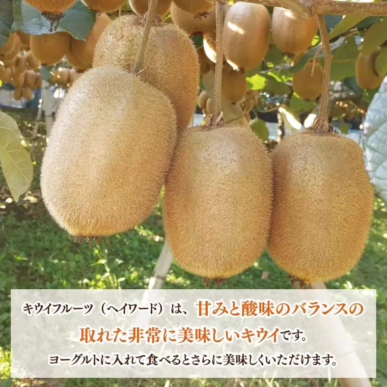【先行予約】【12月上旬より発送開始】春日部完熟キウイ2kg【埼玉県 春日部市 キウイ キウイフルーツ 2kg 完熟 国産 フルーツ 果物 ヘイワード】(BG004）